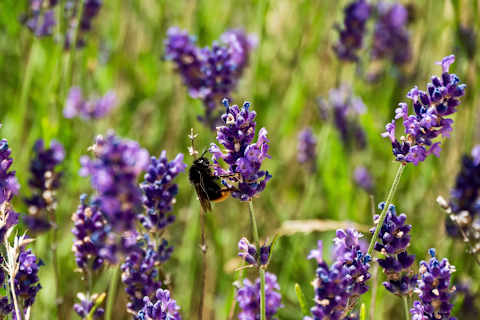 Lavender in bloom, buzzing with bees—a small reminder of the peaceful nature surrounding the villa.